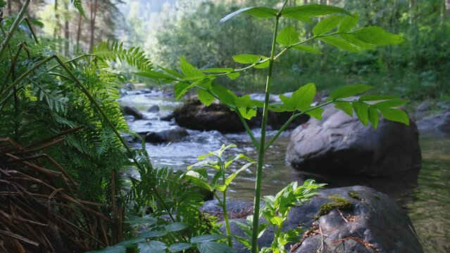 Video of Altai forest river and pine forest with fern on the background.
