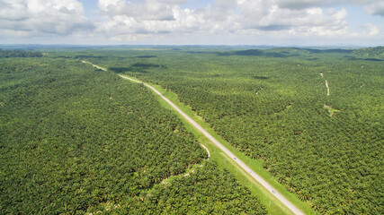 aerial view of palm oil plantation at Gomanting Sabah, Borneo © Yusnizam Yusof