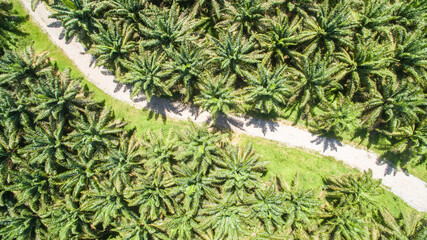 aerial view of palm oil plantation at Gomanting Sabah, Borneo © Yusnizam Yusof