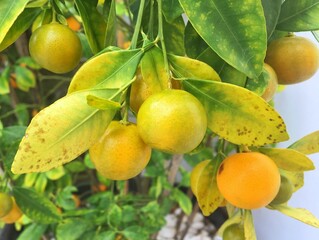 Kumquat fruits (Citrus japonica) in the pot. Hybrid calamondin fruits on the tree.