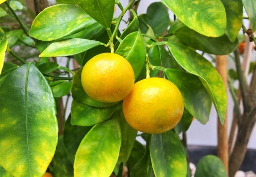Kumquat fruits (Citrus japonica) in the pot. Hybrid calamondin fruits on the tree.