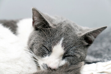 a gray and white cat sleeping, resting, relaxing on top of a bed. Cat sleep calm and relax. Close-up of the muzzle of a sleeping cat with closed eyes. Pets friendly and care concept.