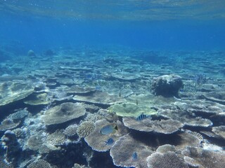 沖縄の海	
