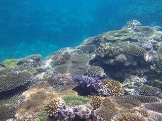 沖縄の海	
