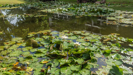 Beautiful water lilies in a calm pond. Graceful white flowers rise above the water. Green leaves float on the surface. Reflection.  Malaysia. Borneo. Kota Kinabalu