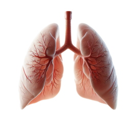 lungs human isolated in white background - ai generated