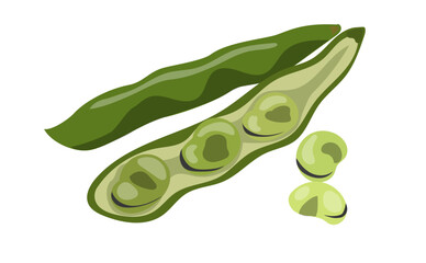 新鮮なそら豆のイラスト素材