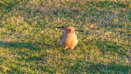 Eurasian hoopoe or Common hoopoe (Upupa epops) bird close-up on natural green grass background