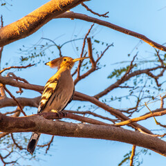 Eurasian Hoopoe, Upupa epops, on a dry tree branch.