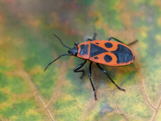 Wingless blacksmith, two-spotted blacksmith Pyrrhocoris apterus, commonly called - a species of bug from the family Pyrrhocoridae, common in Poland