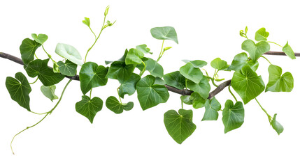 Twisted jungle vine liana plant with heart-shaped leaves, isolated on a transparent background, suitable for Valentine's Day themes.