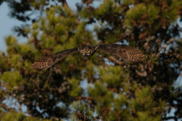 Great Horned Owl
