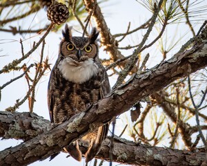 Great Horned Owl