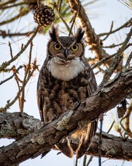 Great Horned Owl
