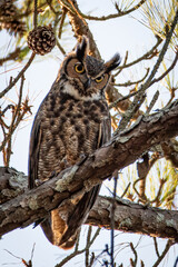 Great Horned Owl