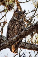 Great Horned Owl