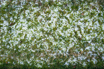 Grass lawn with more moss than grass with a light coating of snow and ice, as a nature background
