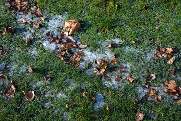 Frozen cold winter day, grass lawn with ice and dead fall leaves
