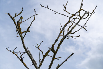 Leafless branches with blue cloudy sky in spring
