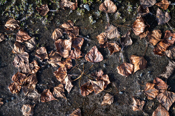 Closeup of dirt trail covered in ice and dead fall leaves, as a nature background
