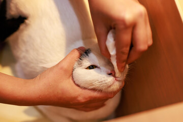 Closeup shot of unrecognizable owner hands holding using tissue paper wiping cleaning face of mature loafing white domestic kitten feline shorthair pet cat with black marking and yellow green eyes