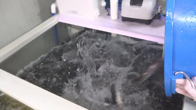 힘차게 꾸물꾸물 움직이는 통에 담긴 바닷장어들을 수조에 붓는 모습