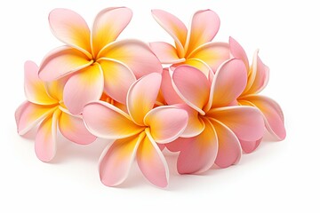 Naklejka premium plumeria frangipani flower on white