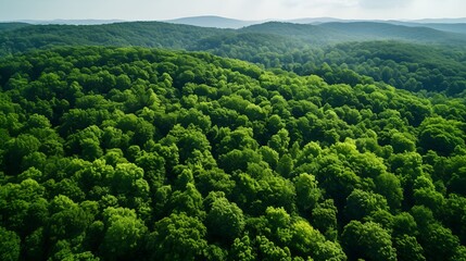 Arial shot of a healthy forest with vibrant foliage , aerial shot, healthy forest, vibrant foliage