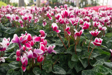 Cyclamen flower in garden for nature background.