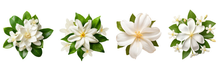 Set of jasmine top view isolated on a transparent background - obrazy, fototapety, plakaty
