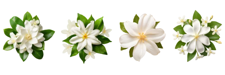 Foto op Aluminium Set of jasmine top view isolated on a transparent background © ANILCHANDRO