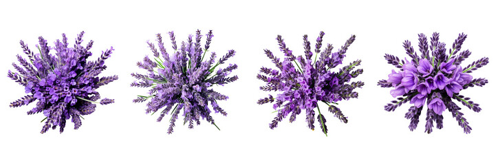 Set of lavender isolated on a transparent background