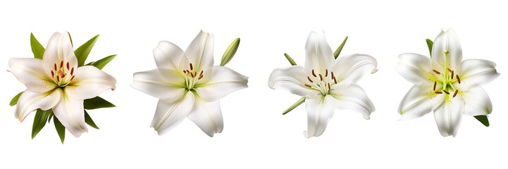 Set of lily isolated on a transparent background