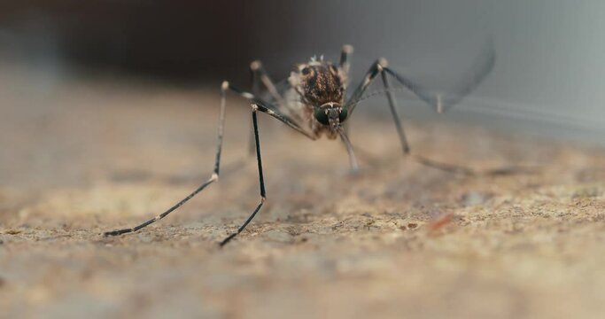 Macro of a mosquito on the edge of a water fountain 
