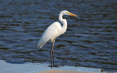 Great White Egret