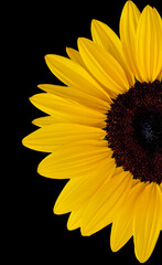 Half sunflower on black background.