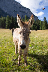 Obraz premium A donkey in the wonderful landscape of the Dolomites mountains, South Tyrol, Italy