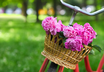 Vintage bicycle with basket with peony flowers