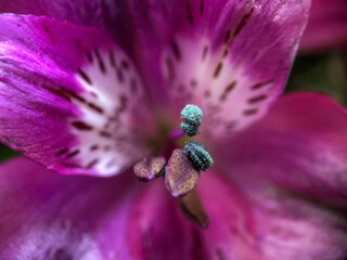 This image delves into the heart of an Alstroemeria flower, highlighting its intricate stamen and pollen-laden anthers. The rich purple petals, adorned with delicate white freckles, create a stunning