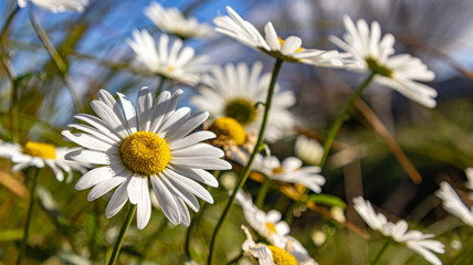 Daisy under the sun