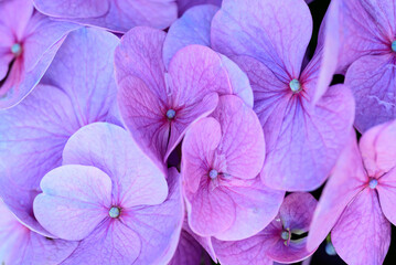 Purple hydrangea flowers blossom, Flowers background