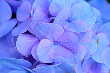 Blue hydrangea flowers blossom, Flowers background