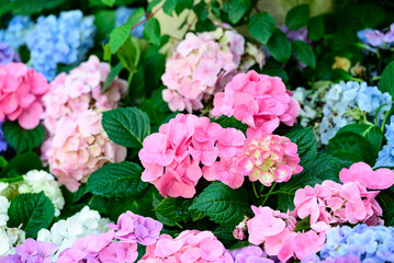 Pink and blue hydrangea flowers blossom in the ornamental garden