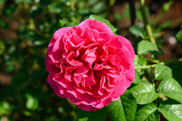 Pink rose flower blossom in the garden