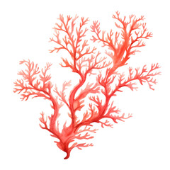 watercolor red seaweed and coral isolated on transparent trasparent background