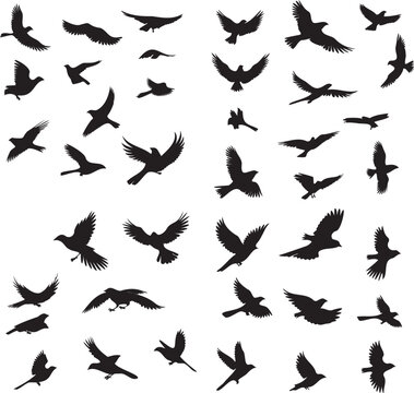 Bird flying silhouette isolated on white background 