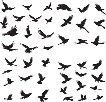 Bird flying silhouette isolated on white background 