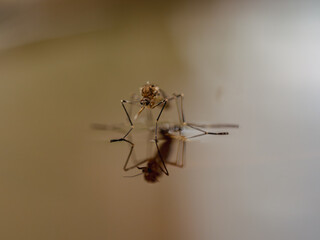 mosquito on water with reflection  