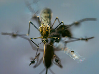 mosquito on water with reflection  