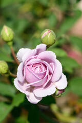 Purple rose flower blossom in the garden